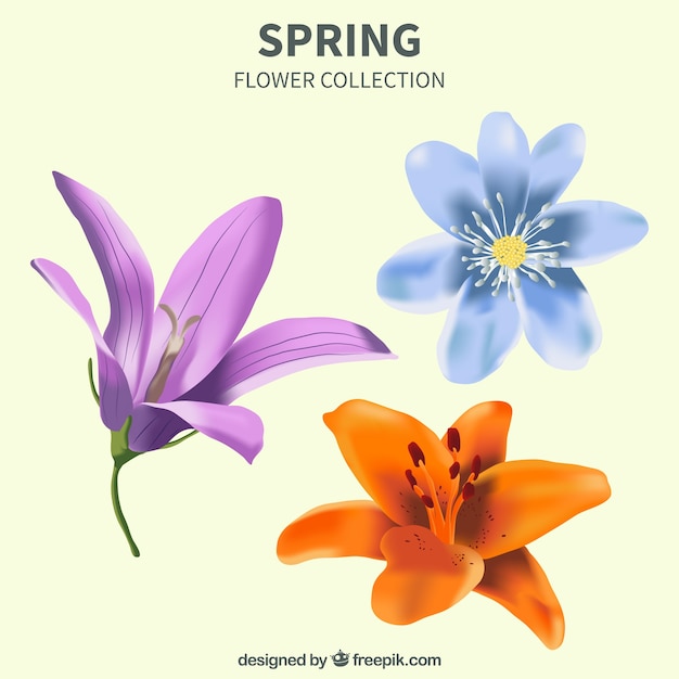 Ensemble de trois jolies fleurs