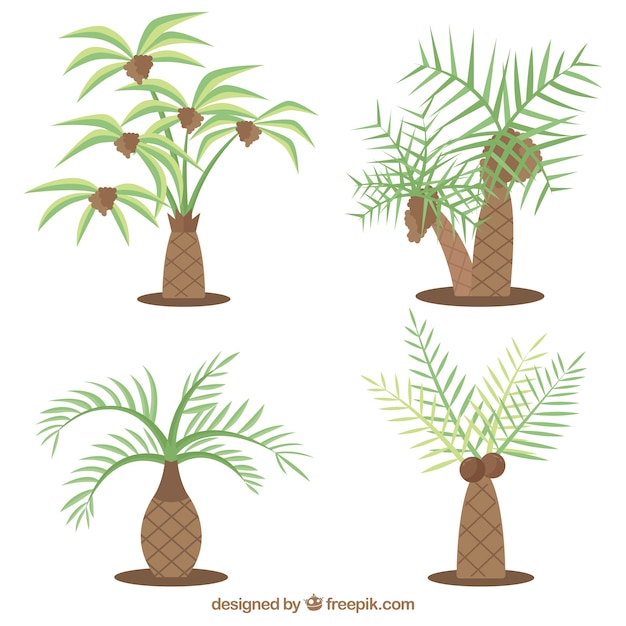 Vecteur gratuit ensemble de types de palmiers
