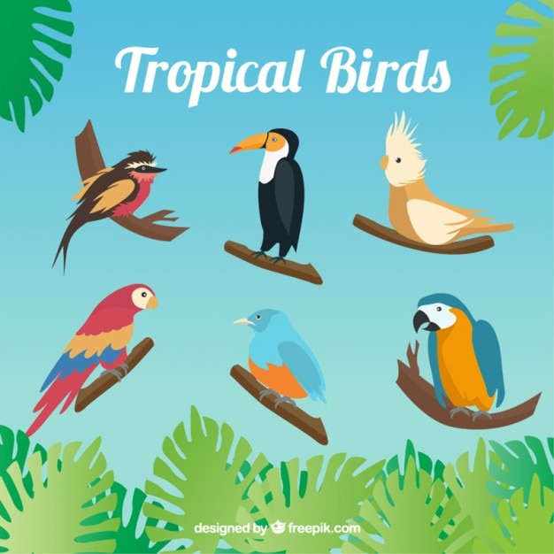 Vecteur gratuit ensemble de variété d'oiseaux tropicaux