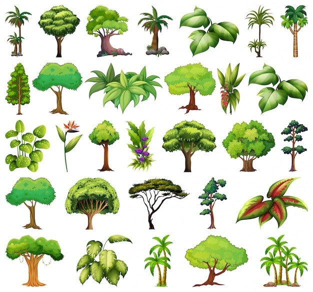 Vecteur gratuit ensemble de variétés de plantes et d'arbres