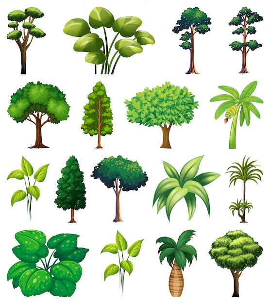 Vecteur gratuit ensemble de variétés de plantes et d & # 39; arbres