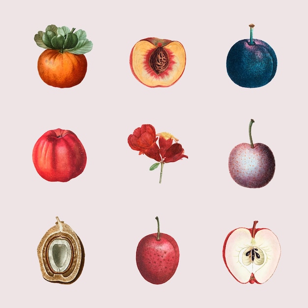 Ensemble de vecteur de fruits et de fleurs illustration dessinée à la main