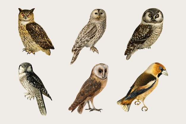 Ensemble De Vecteur Mixte Oiseaux Et Hiboux Dessinés à La Main