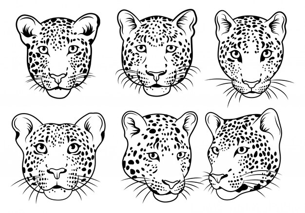 Ensemble De Visage De Leopards Collection De Portraits D Animaux Sauvages Illustration Vectorielle Vecteur Premium