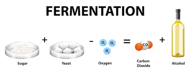 Vecteur gratuit Équation chimique de la fermentation alcoolique