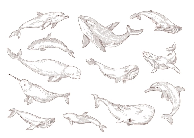 Vecteur gratuit espèces de baleines isolées ensemble d'illustrations dessinées à la main