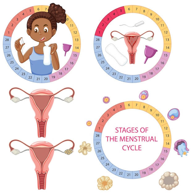 Vecteur gratuit Étapes du concept du cycle menstruel