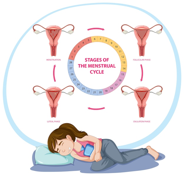 Vecteur gratuit les étapes du cycle menstruel