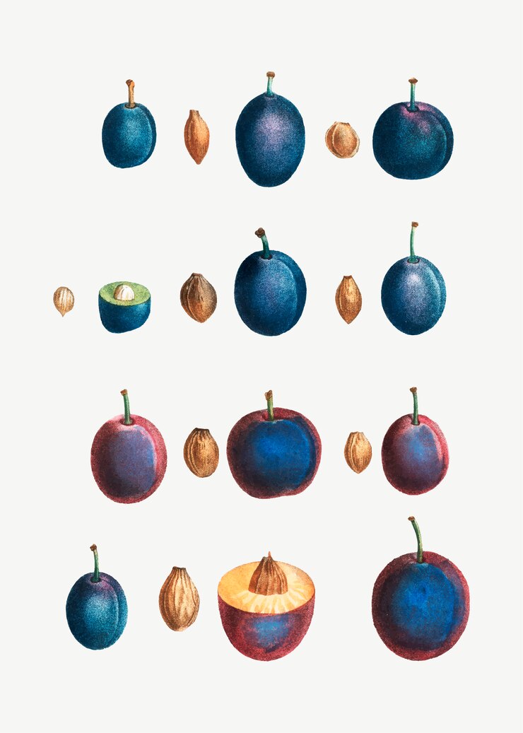 Vecteur gratuit étapes d'une prune