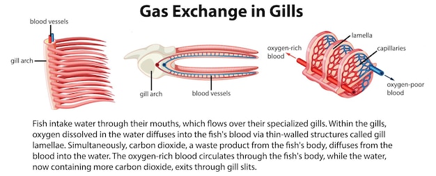 Vecteur gratuit Étude biologique de l'anatomie interne du poisson