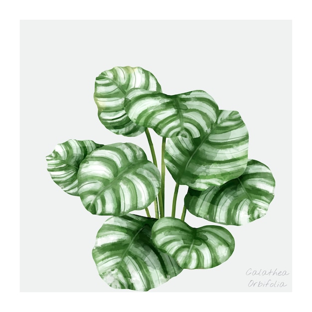 Feuille de Calathea orbifolia isolé sur fond blanc