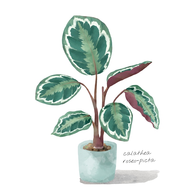 Feuille de Calathea Roseopicta isolé sur fond blanc