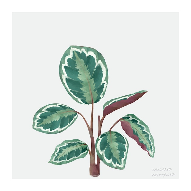 Feuille De Calathea Roseopicta Isolé Sur Fond Blanc