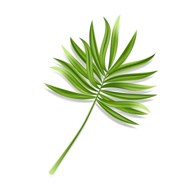 Feuille de palmier tropical isolé sur fond blanc Plante d'été vert réaliste Illustration vectorielle