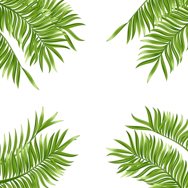 Feuille de palmier tropical isolé sur fond blanc Plante d'été vert réaliste Illustration vectorielle