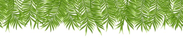 Feuille de palmier tropical sans soudure isolé sur fond blanc Plante d'été verte réaliste