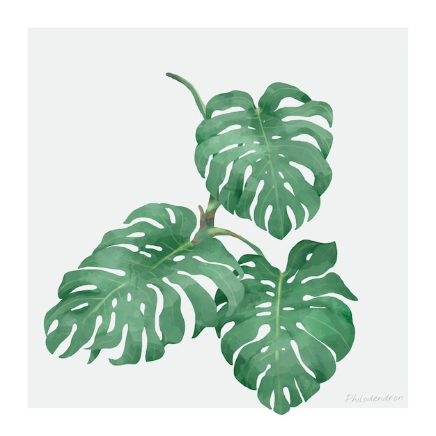 Feuille de Philodendron isolé sur fond blanc