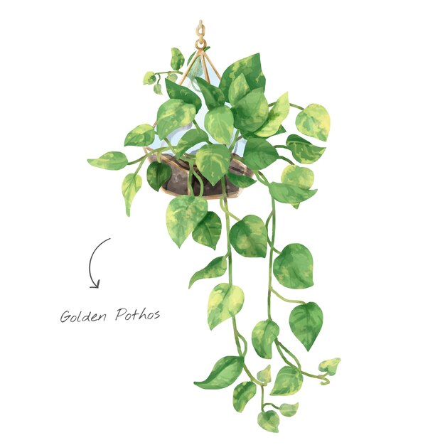 Feuille de Pothos d&#39;or isolé sur fond blanc