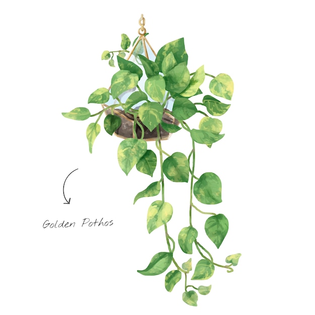 Feuille de Pothos d&#39;or isolé sur fond blanc