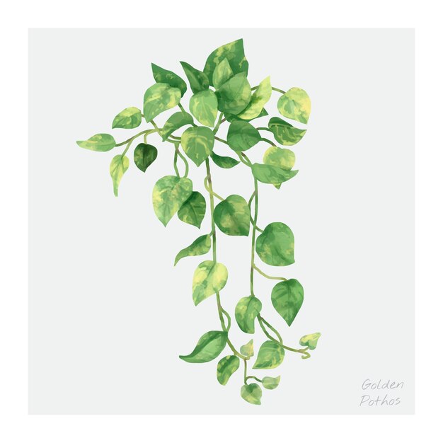 Feuille de Pothos d&#39;or isolé sur fond blanc