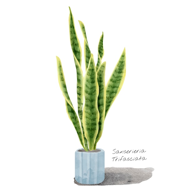 Feuille De Sansevieria Trifasciata Isolée Sur Fond Blanc