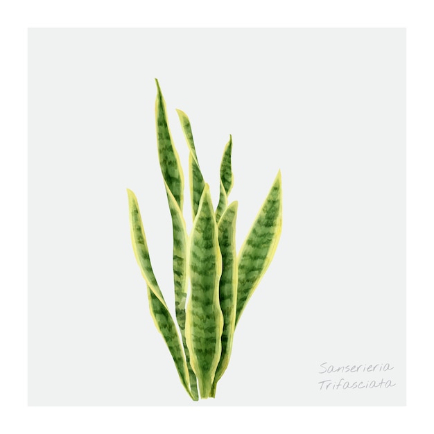 Feuille de Sansevieria trifasciata isolée sur fond blanc