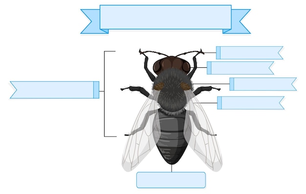 Vecteur gratuit feuille de travail anatomie externe d'une mouche