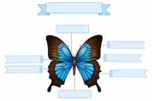 Vecteur gratuit feuille de travail anatomie externe d'un papillon