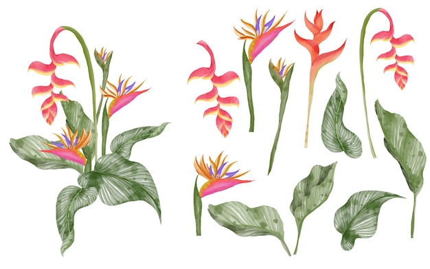 Feuille tropicale de verdure d'été et strelitzia isolé clip art aquarelle