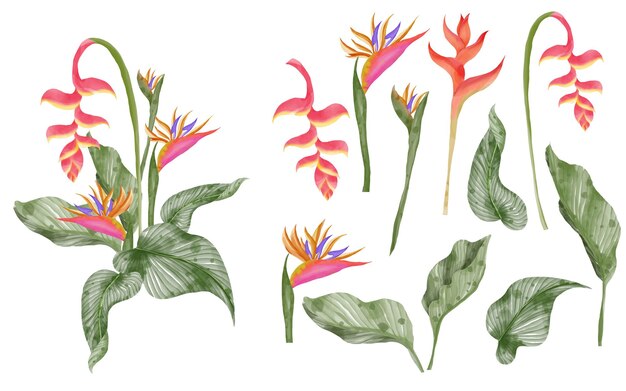 Feuille tropicale de verdure d'été et strelitzia isolé clip art aquarelle