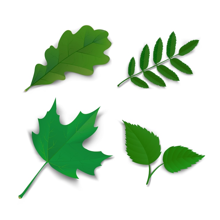Vecteur gratuit feuilles de bouleau d&#39;été en érable