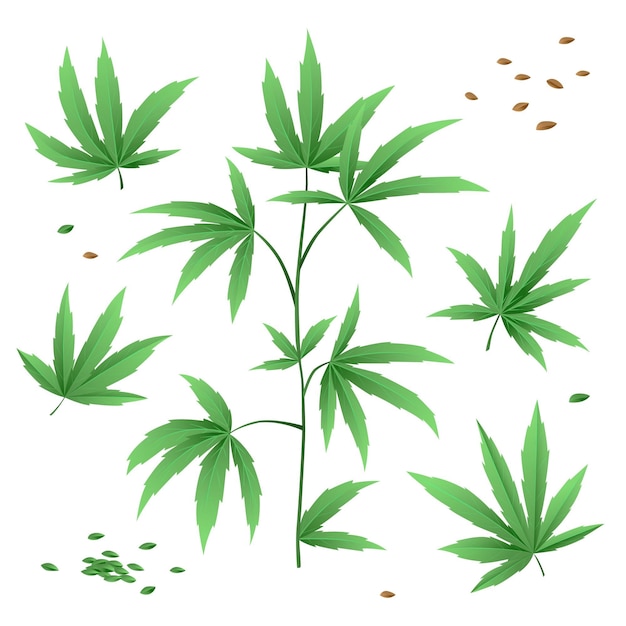 Feuilles de cannabis botanique