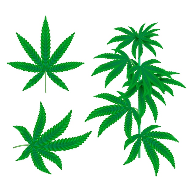 Feuilles De Cannabis Botanique