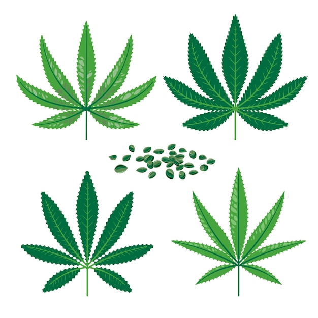 Vecteur gratuit feuilles de cannabis botanique