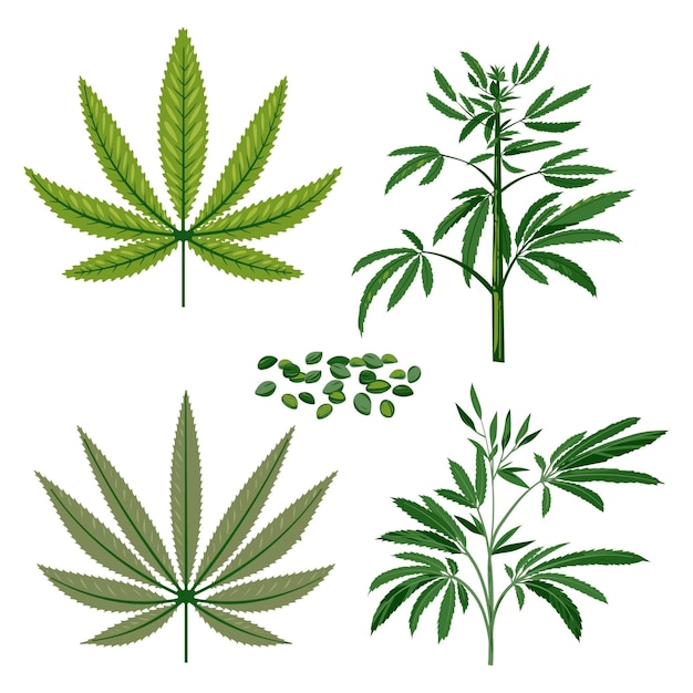 Feuilles de cannabis botanique