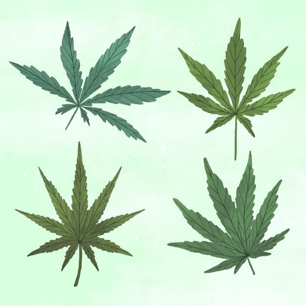 Feuilles de cannabis botaniques dessinées