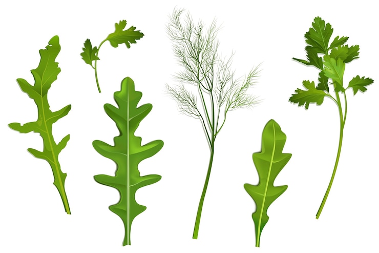 Vecteur gratuit feuilles d'épices persil aneth et vecteur de roquette