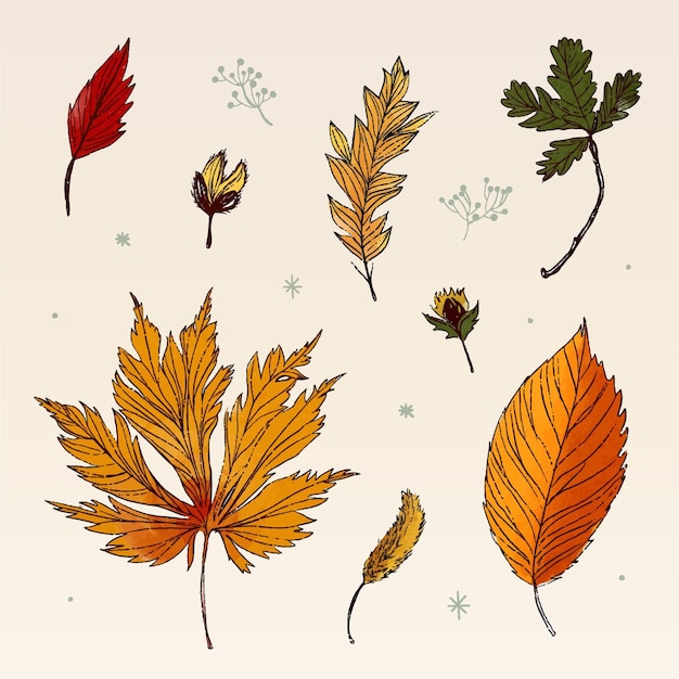 Vecteur gratuit feuilles de la forêt d'automne dessinées
