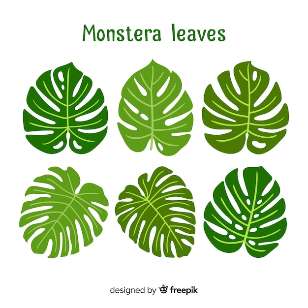 Feuilles De Monstera Dessinées à La Main