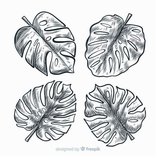 Feuilles de monstera dessinées à la main