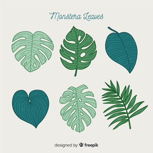 Feuilles De Monstera Dessinées à La Main