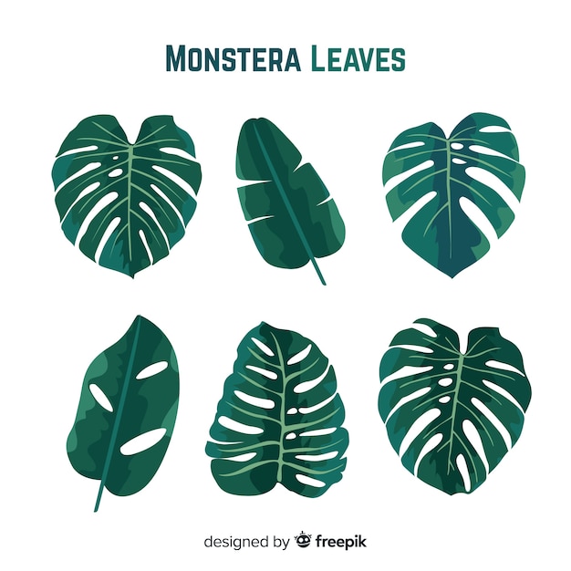 Vecteur gratuit feuilles de monstera dessinées à la main