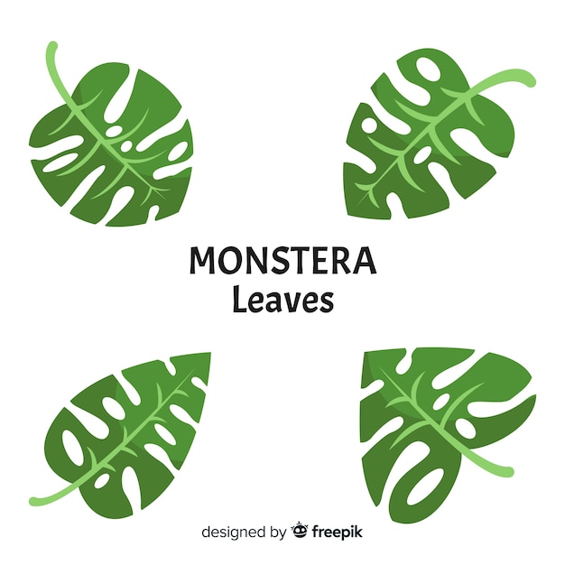 Vecteur gratuit feuilles de monstera plates