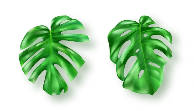 Feuilles de monstera vert tropical sur blanc