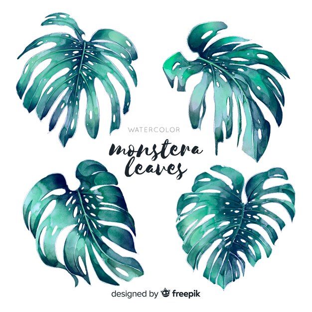 Feuilles de Monstera