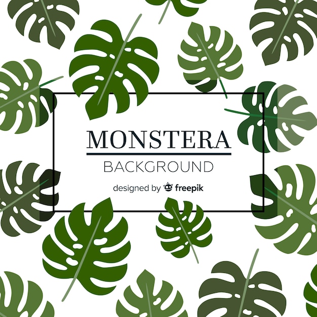 Feuilles De Monstera