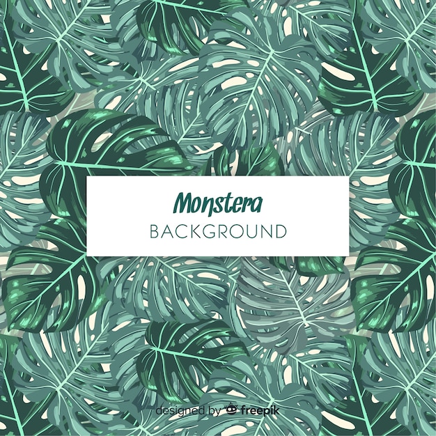 Feuilles de Monstera