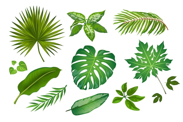 Vecteur gratuit feuilles tropicales dans un ensemble d'illustrations de style dessin animé