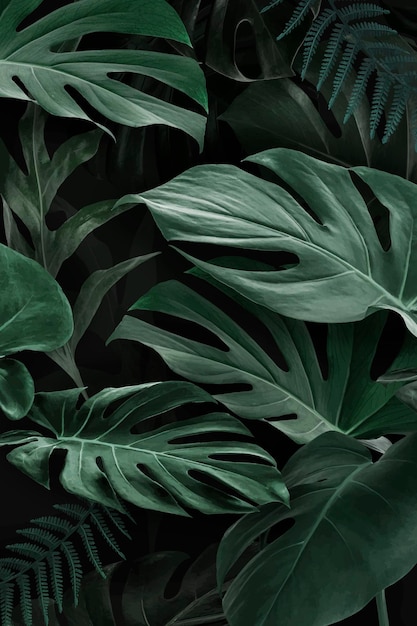 Vecteur gratuit feuilles vertes naturelles fraîches de monstera deliciosa