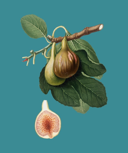 Figue de Pomona Italiana illustration